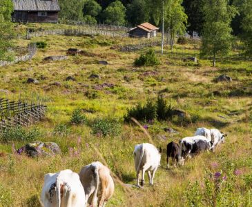 Sunnanheds Fjällkor