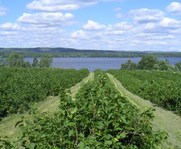 Ribes Nigrum Vingård