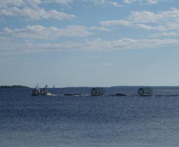 junko vildlax fiskas i Bottenviken