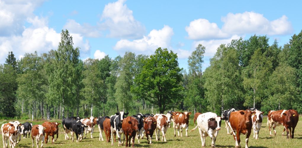 Här får utslagskor en andra chans