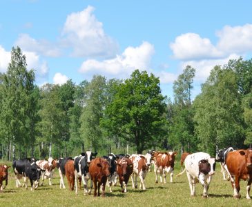 Utslagskor på Hagshult