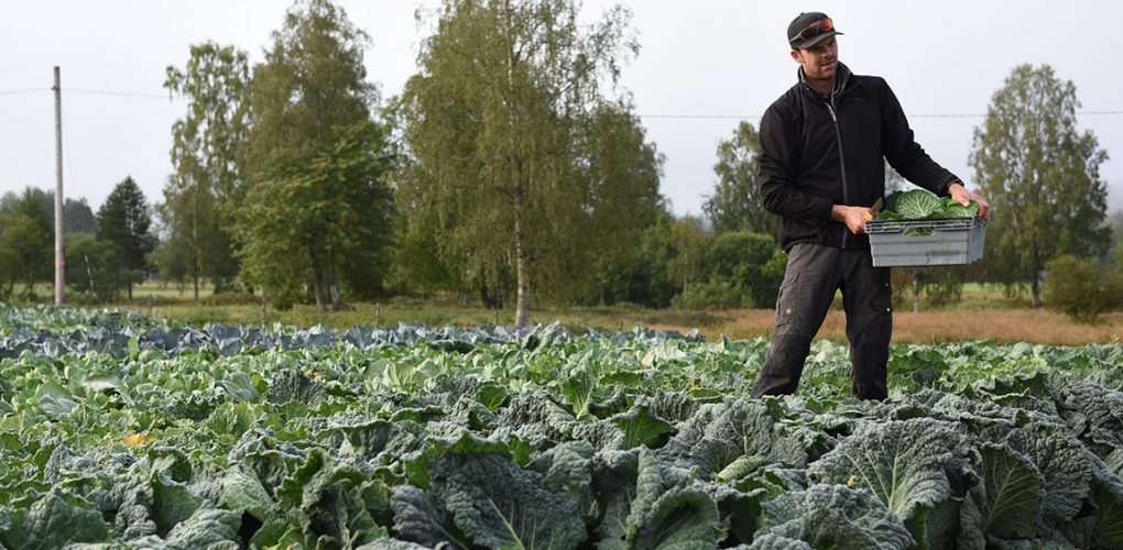 Filmen om Wålstedts Lantbruk