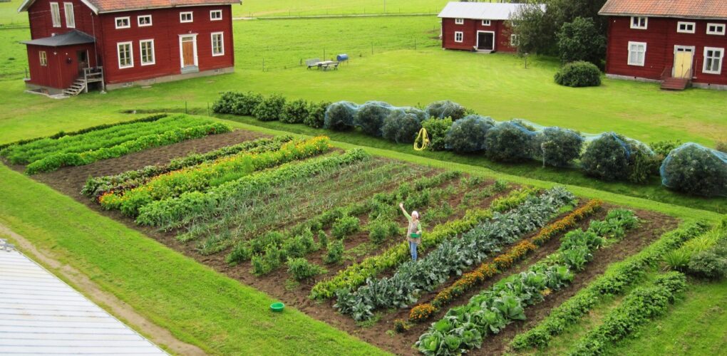 Smakrika ostar från Edhe gård i Ångermanland