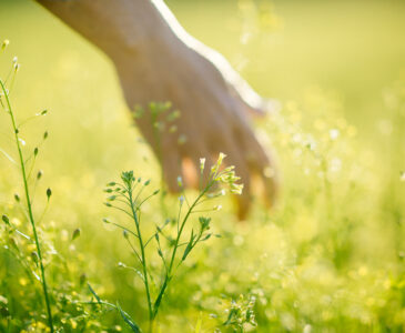 Camelina of Sweden